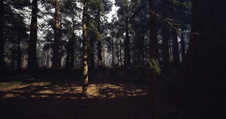 Obraz premium moody forest scene with solitary tree standing amid deep shadows and high contrast light, dramatic atmosphere evokes quiet reflection and cinematic photography