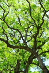 Fototapeta premium 初夏の新緑の楠と青空