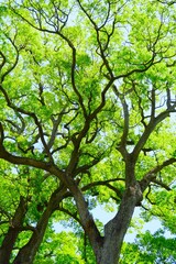 Obraz premium 初夏の新緑の楠と青空