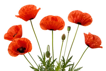 Obraz premium poppy flowers isolated on white