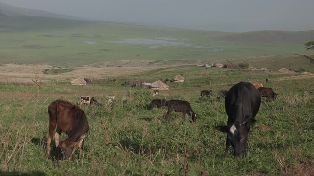Maasai boma village with cows in Ngorongoro, Tanzania