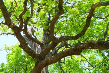 Fototapeta premium 初夏の新緑の楠と青空