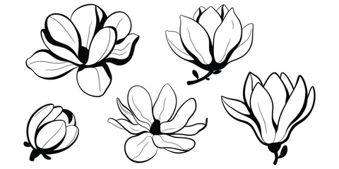 Black and white line art drawings of various magnolia flowers and a flower bud on a white background. © JoyChandra