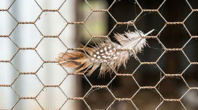 Feather caught in chicken wire on a farm close to a coop during daytime