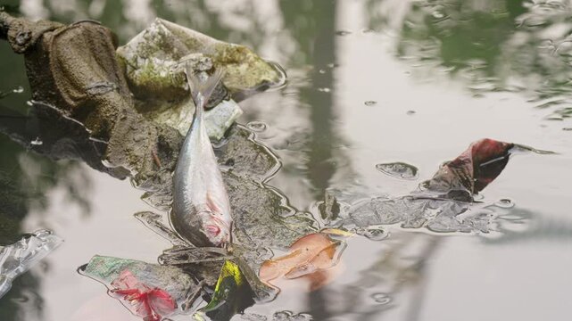 dead fish in polluted river, plastic water pollution in developing country, bali, indonesia, southeast asia