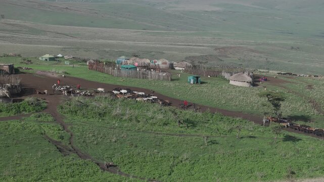 Maasai boma village with cows in Ngorongoro, Tanzania