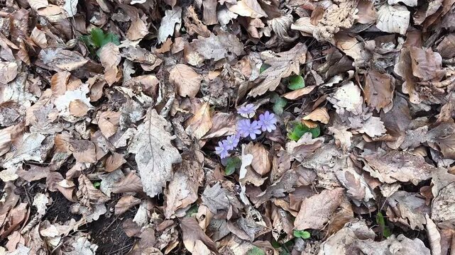 Authentic Cinematic Macro of Hepatica nobilis - First Spring Medicinal Herb Blooming in Wild Forest