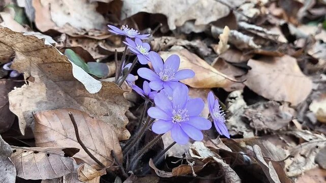 Authentic Cinematic Macro of Hepatica nobilis - First Spring Medicinal Herb Blooming in Wild Forest