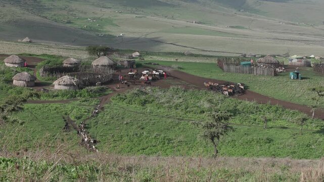 Maasai boma village with cows in Ngorongoro, Tanzania