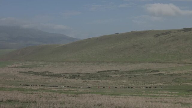 Maasai with their cows in Ngorongoro, Tanzania