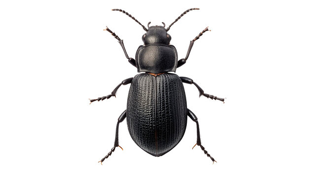 Black beetle rests isolated on transparent background cut out