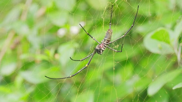 a giant golden orb-weaver spider, trichonephila, flicking web with legs behavior, missing limb in bali, indonesia, southeast asia, close up