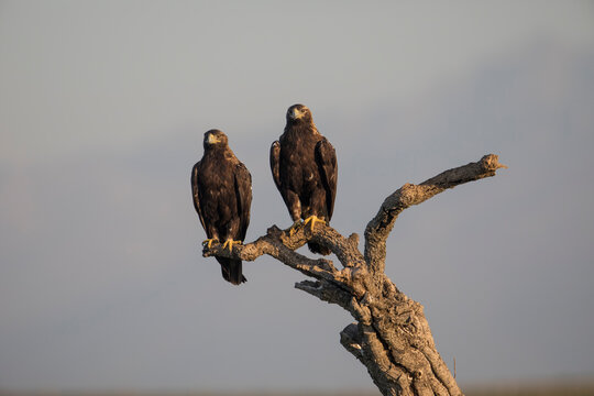 Spanish imperial eagle perched on tree branch in Extremadura Spain