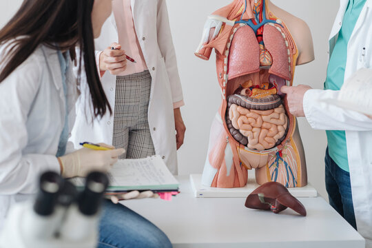 Crop view of students analyzing anatomy model in class