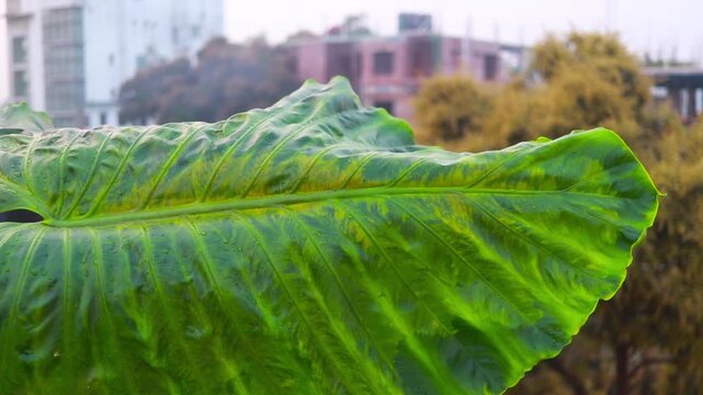 Close up video of a large green leaf with vibrant yellow patterns and textures, subtly swaying in a gentle breeze, showcasing nature's beauty and organic motion.