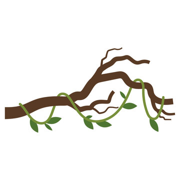 Hanging Junggle Leaves Illustration