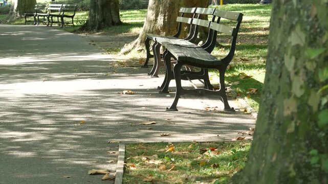 Wooden bench in Central Park of New York City, United States. Green oasis in Manhattan, USA. Defocused greenery. Shadow in public park on summer or fall day.