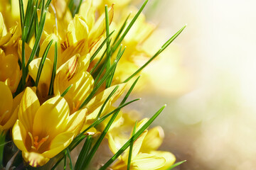macro of yellow crocus flowers in warm spring sunlight