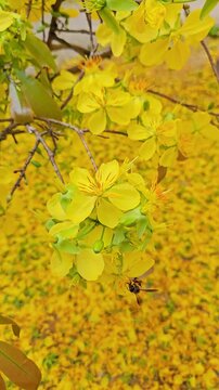 Macro shot of a honey bee collecting pollen from bright yellow Ochna integerrima blossoms during the Vietnamese Lunar New Year.