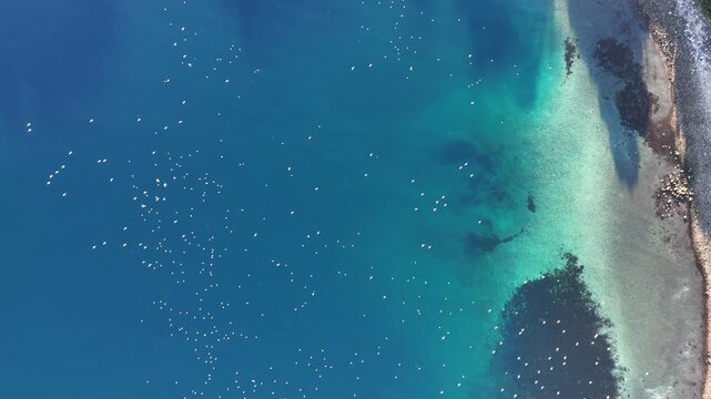 カモメの舞う大瀬崎 - 静岡県沼津市,日本