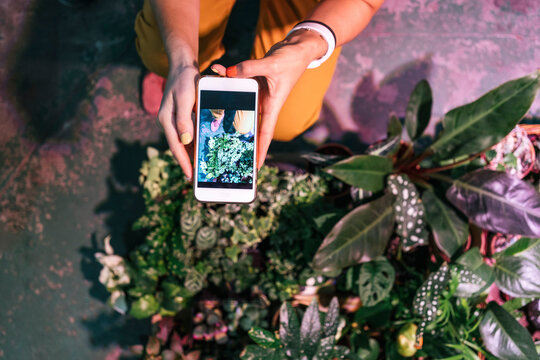 Close-up of woman taking smartphone picture of plants
