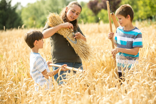 Children helping to harvest wheat