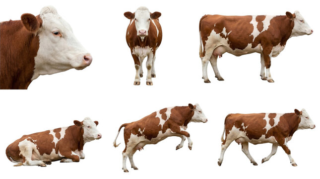collection of brown and white simmental cows on black background