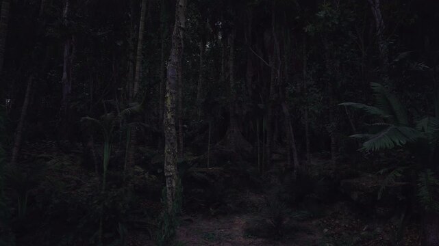 Nocturnal birch grove drenched in rain, slender trunks rise in repetitive rhythm, raindrops cling to leaves and bark, muddy forest floor and faint trail hint