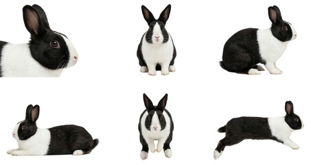 set of cute black and white dutch rabbits on black background