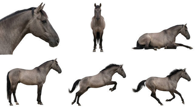 set of grullo dun horses in different poses isolated on black background