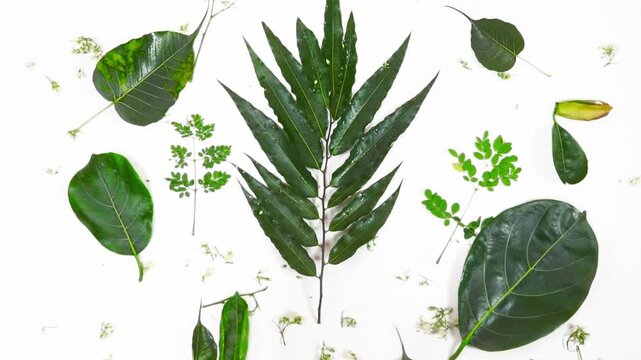 An exquisite botanical arrangement of diverse fresh green leaves and delicate small white blossoms artfully presented on a pristine white surface, ideal for themes of nature, purity, and organic beaut