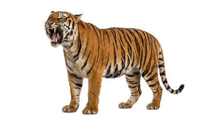 Obraz premium Roaring bengal tiger full body on transparent background