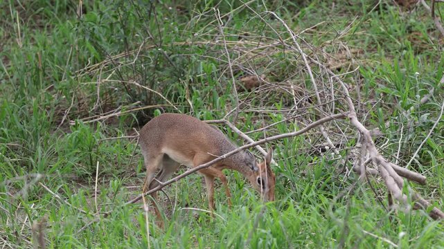 Kirk's Dik Dik in Tarangire National Park, Tanzania