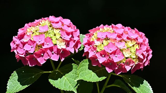 Two vibrant pink hydrangea flowers blooming against a dark background