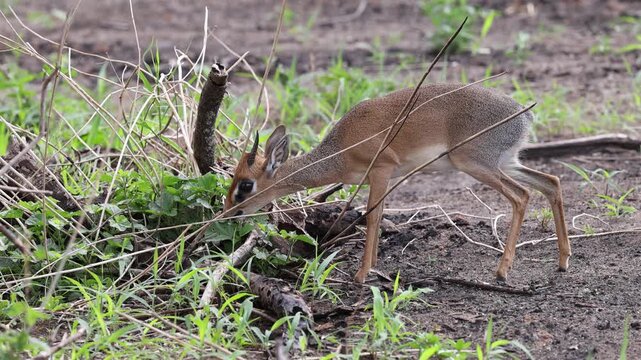 Kirk's Dik Dik in Tarangire National Park, Tanzania