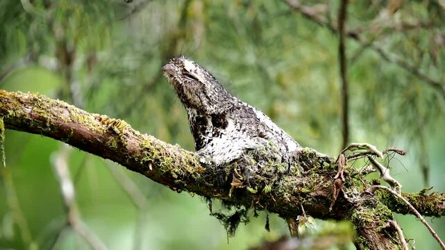 Batrachostomus hodgsoni,Birds of Thailand Chiang Mai.