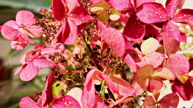 Cluster Of Delicate Bigleaf Hydrangea Flowers In Sunlight. close-up shot