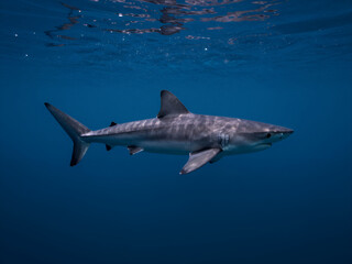 Powerful Great White Shark Swimming Gracefully Underwater in Deep Blue Ocean with Sunlight Filtering Through Surface Realistic Marine Wildlife Photography