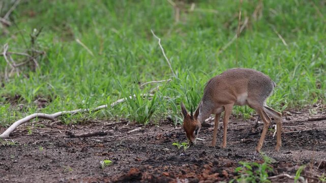 Kirk's Dik Dik in Tarangire National Park, Tanzania