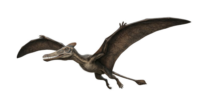 3d render of flying pterosaur isolated on transparent background