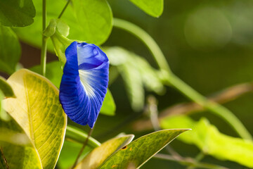 Pois papillon bleu © PPJ