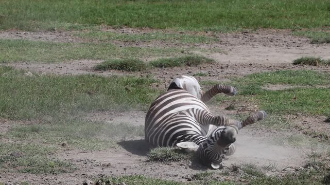 Zebra wallowing in dust in Ngorongoro Crater, Tanzania