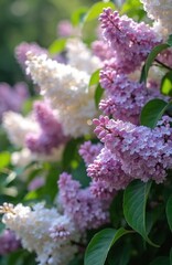 Obraz premium Purple and white lilac bushes bloom with tiny flowers in spring garden park. Green leaves show new growth on lilac trees. Soft sunlight falls on floral plant.
