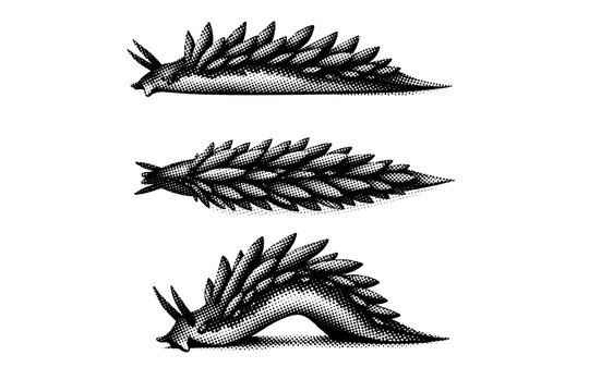 Sea slug aeolid nudibranch shown from side view, top view, and arched crawling pose as the same slender slug with elongated body and raised cerata forms. Black