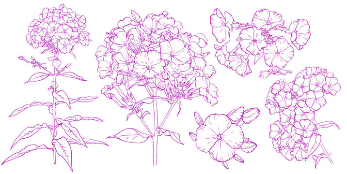 Detailed sketches showing various  of phlox flower for botanical. Vector hand drawn illustration