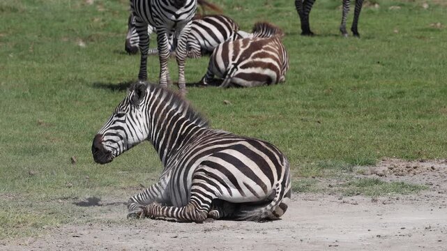 Zebra wallowing in dust in Ngorongoro Crater, Tanzania