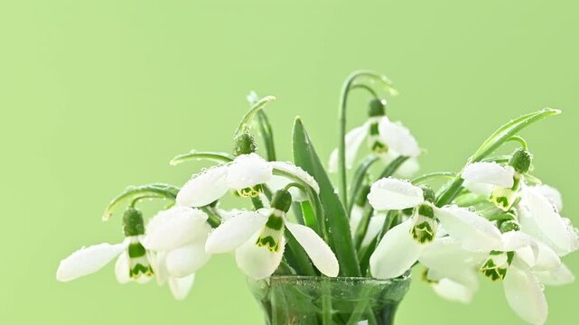  beautiful snowdrops in the studio