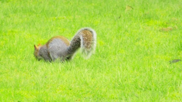 Close up of playful grey squirrel jumping around garden plants in Borehamwood Hertfordshire England &ndash; curious wildlife behavior in natural backyard habitat on a bright day cinematic 4K.