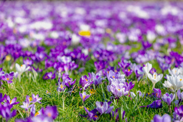 Obraz premium Selective focus of multicolour of crocus in green grass meadow, The flowers are one of the brightest and earliest spring bloom, Crocus is a flowering plants in the family Iridaceae, Natural background