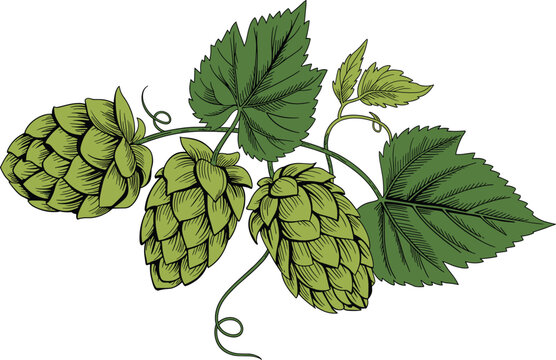 Green hops branch with fresh cones and leaves, hand drawn vector illustration for beer brewery